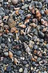 Shells on a pebble beach on the Costa Brava Spain