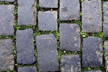 Paved with basalt and herbs in a small street Spain