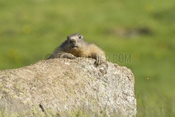 Alpine Marmot on a rock Pyrenees France