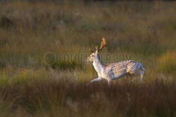 Fallow Deer running in the long grass at sunrise in autumn G