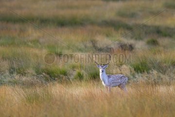 Fallow Deer standing in the long grass at sunrise autumn GB