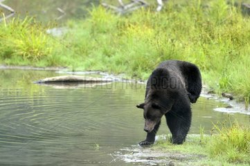 Grizzly in the river scratching Hyder in Alaska USA