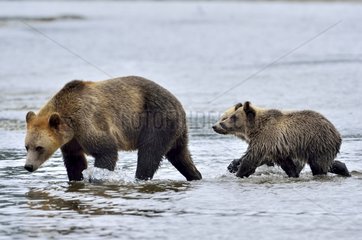 Female Grizzly and its two young in the river Canada