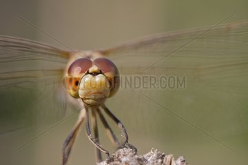Portrait of Dragonfly France