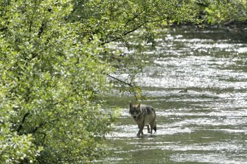 She-Wolf walking in a river Hyder Alaska USA