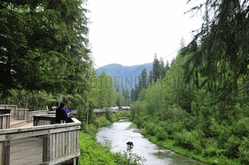 Observation deck on the river bears Alaska