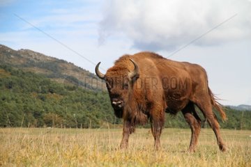 European bison Biological Reserve Monts d'Azur France