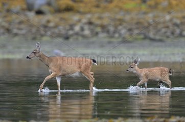 Columbian Black-tailed Deer female and its fawn in the river