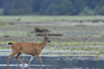Columbian Black-tailed Deer in the river Canada