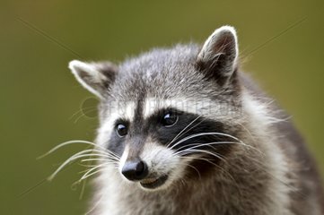 Portrait of Northern Raccoon British Columbia Canada