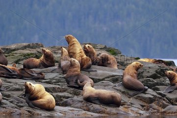 Steller Sea Lions in Johnstone Strait Canada