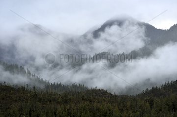 Mist over the forest between Port Hardy and Prince Rupert Canada