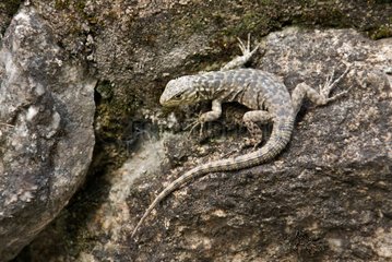 Spiny Whorltail Iguana on a rock Andes Peru