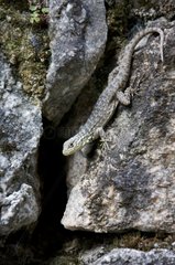 Spiny Whorltail Iguana on a rock Andes Peru