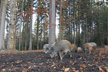 Herd of Wild Boars looking for food in autumn