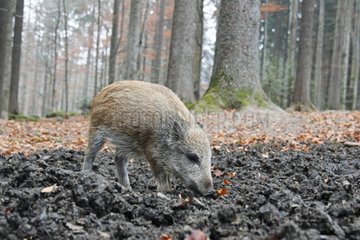 Young Wild Boar looking for food in atumn