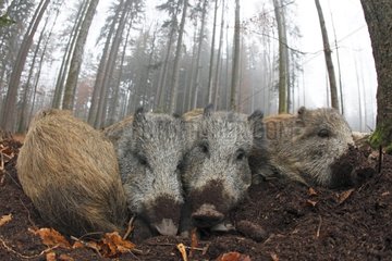 Group Wild Boars sleeping in the forest in autumn