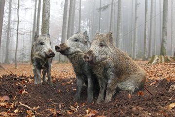 Group Wild Boars resting in the forest in autumn