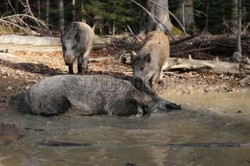 Wild Boar mud bathing in autumn