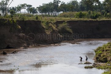 Masai men crossing river Mara Masai Mara Kenya