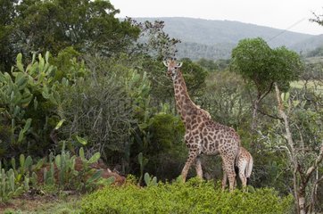 Young giraffe in savannah Kariega South Africa