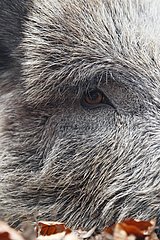 Close-up of the eye of a male Wild Boar
