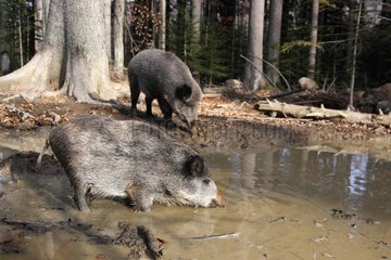 Two Wild Boars drinking in a muddy pool in autumn