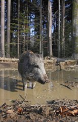 Wild Boar drinking in a muddy pool in autumn