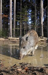 Wild Boar drinking in a muddy pool in autumn