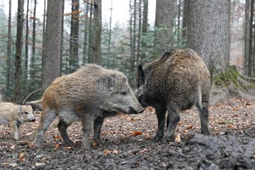 Two sub-adults European Wild Boars play-fighting
