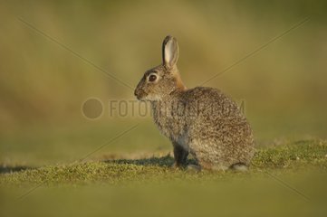 Rabbit in the grass Dunes Keremma Britain France