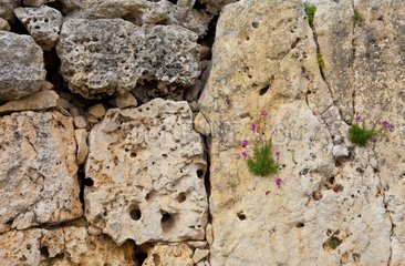 Wall of Megalithic Temples of Ggantija Malta Gozo