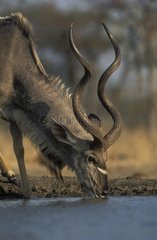 Greater Kudu drinking Zimbabwe