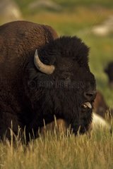 Bison Male in rut Wyoming the USA