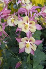AQUILEGIA SWAN PINK AND YELLOW