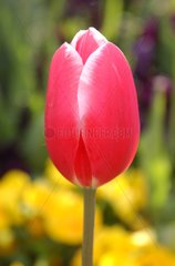 Tulipe rouge à bord blanc
