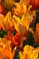 Tulipe simple tardive 'El nino'