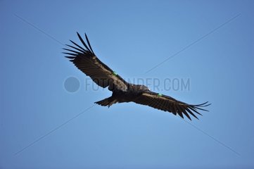 Young male California Condor soaring USA