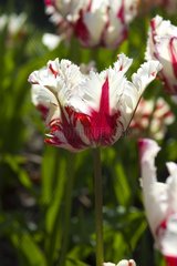 Tulipe perroquet 'fFaming parrot'