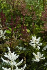 ASTILBE JAPONICA 'MONTGOMERY'