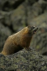 Yellow-bellied Marmot calling on a rock Wyoming USA