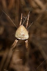 Orb-weaver Spider - Coromandel peninsula New-Zeland