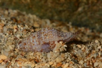 Whelk in the sand - New Caledonia