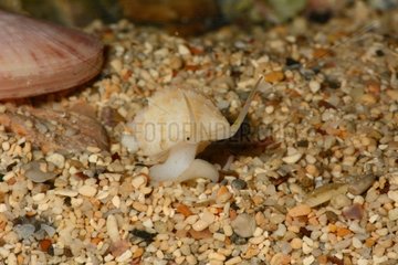 Tabulate Nutmeg snail in the sand - New Caledonia