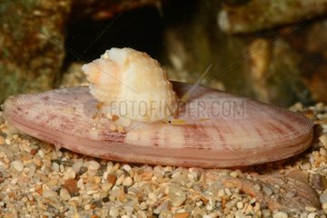 Tabulate Nutmeg snail on shell - New Caledonia