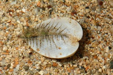Pacific half cockle on sand - New Caledonia
