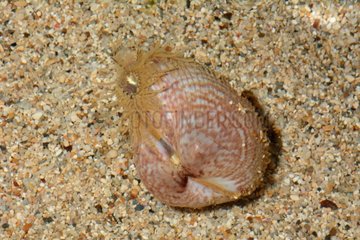 Cockle on sand - New Caledonia