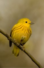 Yellow Warbler branched New York State USA