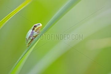 Young green tree frog on a leaf of Prairie Fouzon France