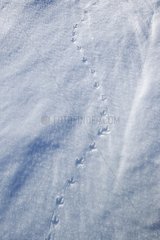 Bird footprints in the snow Alps Valais Switzerland
